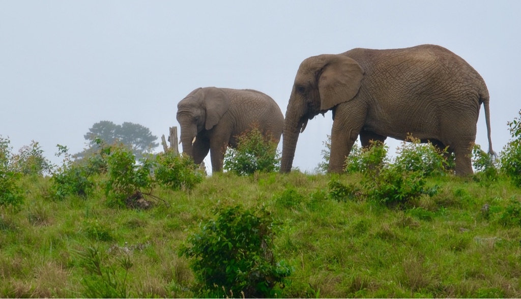 Knysna Elephant Park