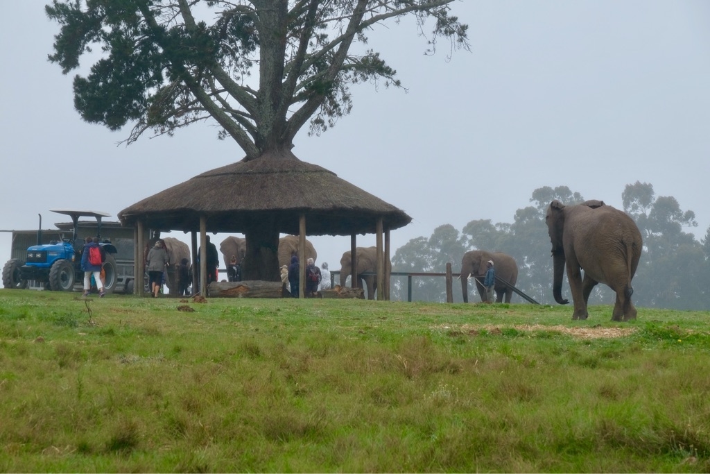 Knysna Elephant Park