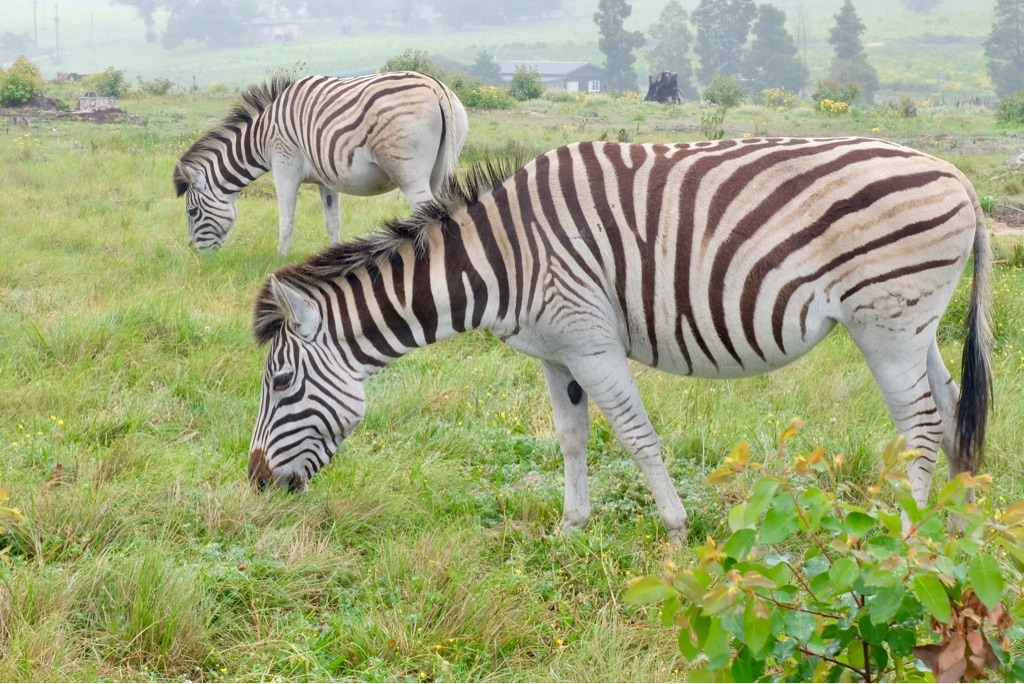 Knysna Elephant Park