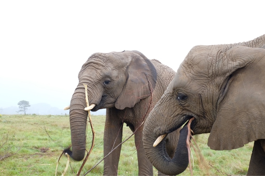 Knysna Elephant Park