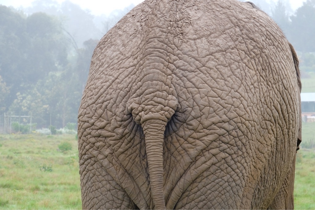 Knysna Elephant Park