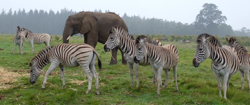Knysna Elephant Park