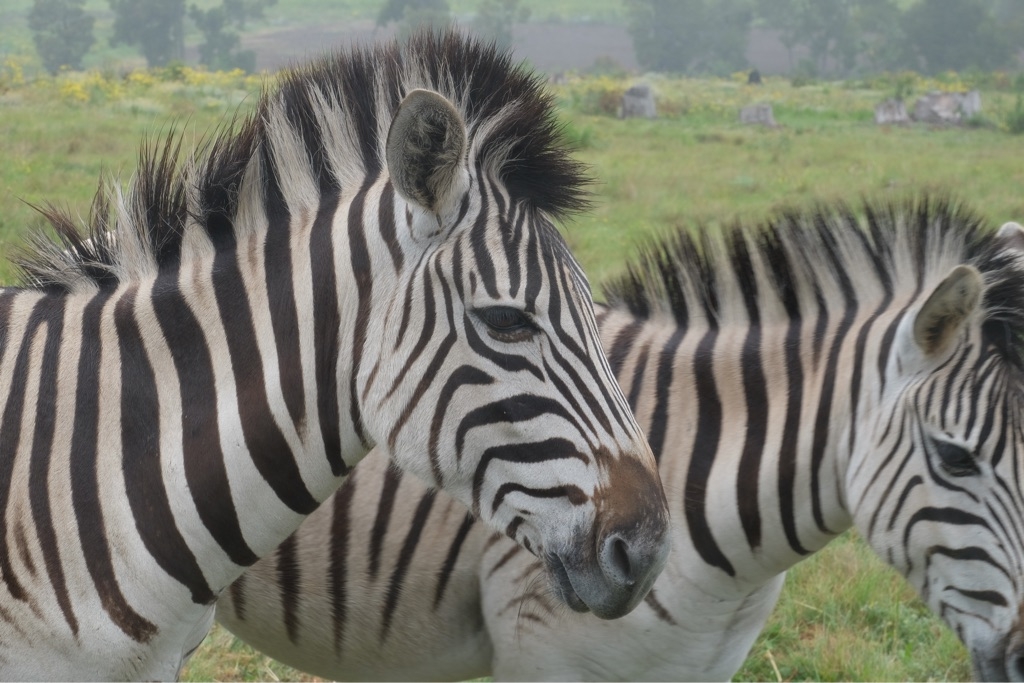 Knysna Elephant Park