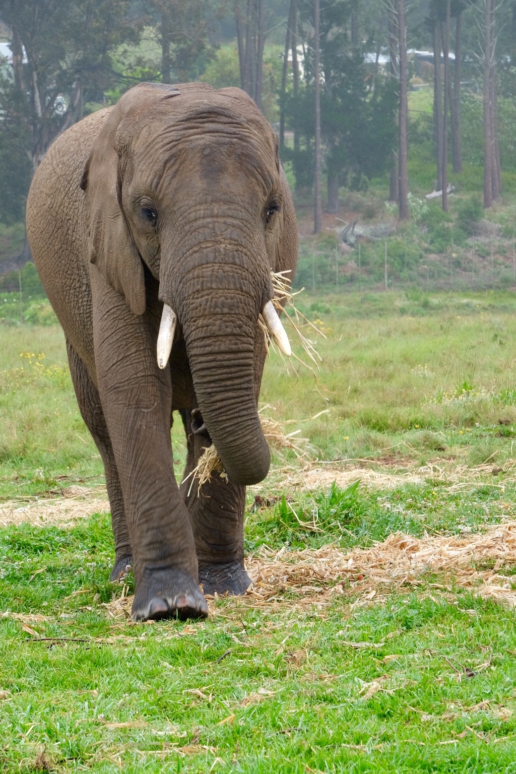 Knysna Elephant Park