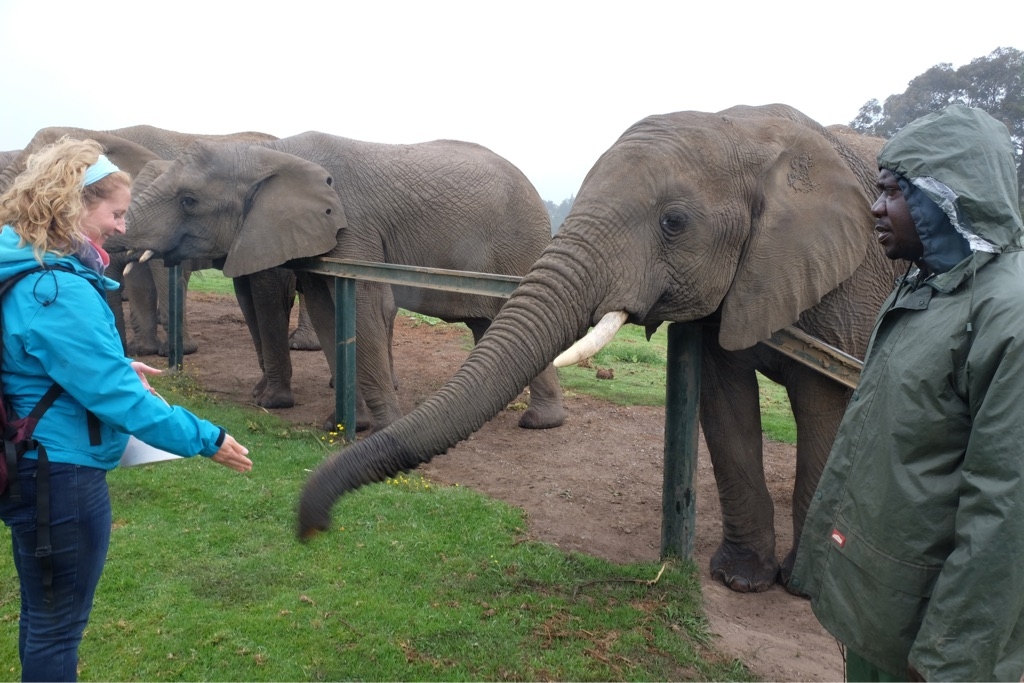 Knysna Elephant Park