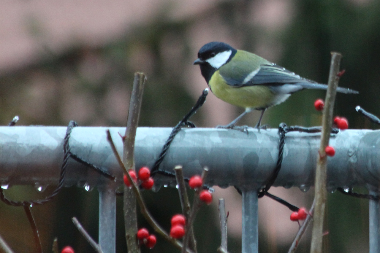 Wie du dir in der kalten Jahreszeit die Vögel vor`s Haus holst