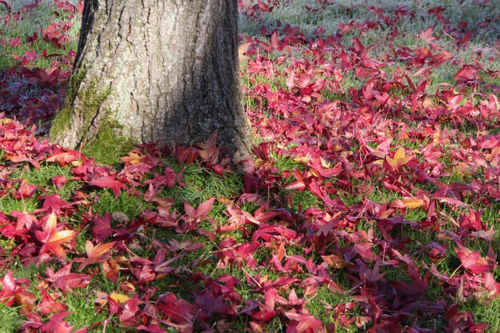 - Der Herbst ist ein zweiter Frühling, wo jedes Blatt zur Blüte wird. Albert Camus