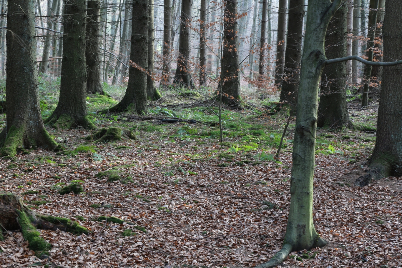 Wildwald Vosswinkel