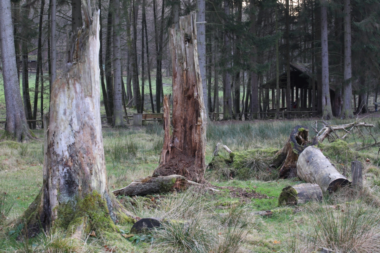 Raus in die Natur – Auf in einen Wildwald