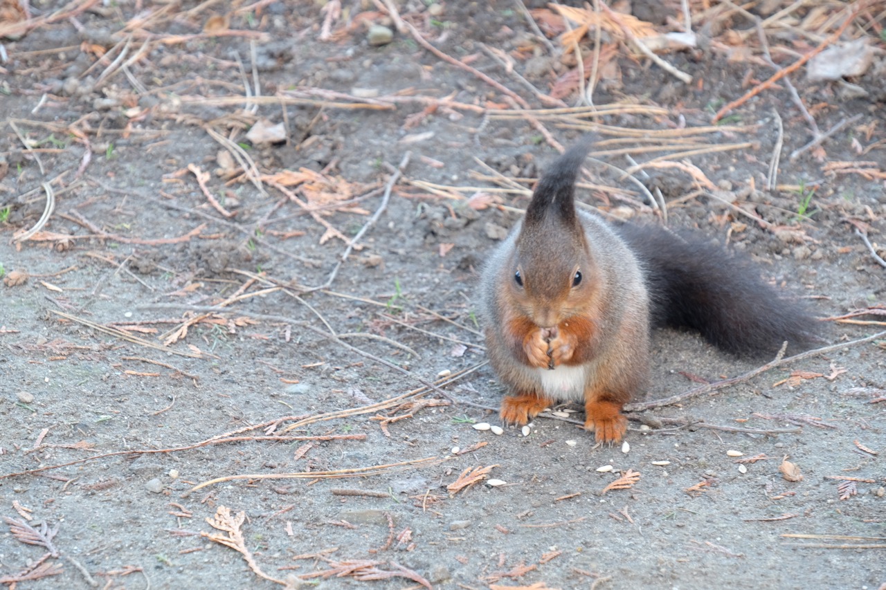 Natur: Eichhörnchen mit Sonneblumenkernen