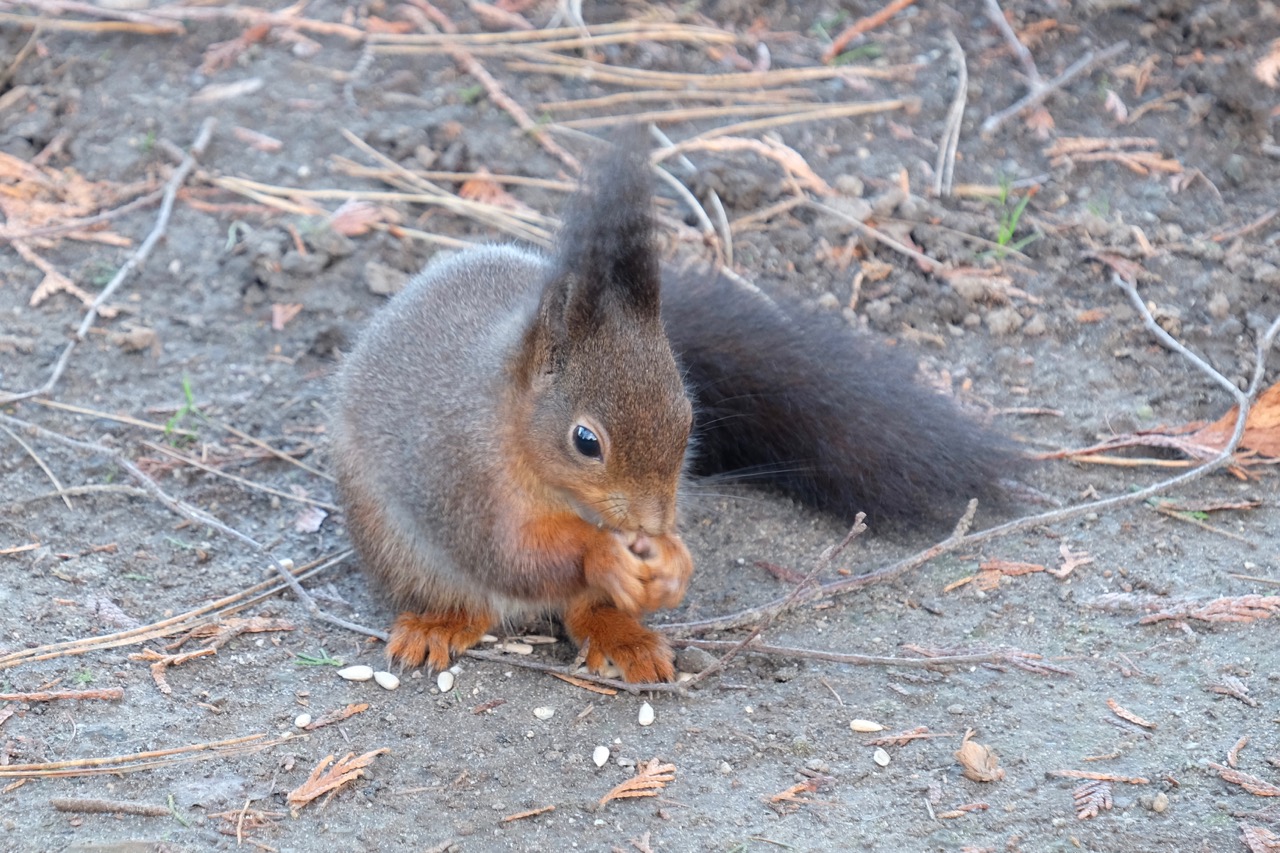 Natur: Eichhörnchen isst Sonnenblumenkerne