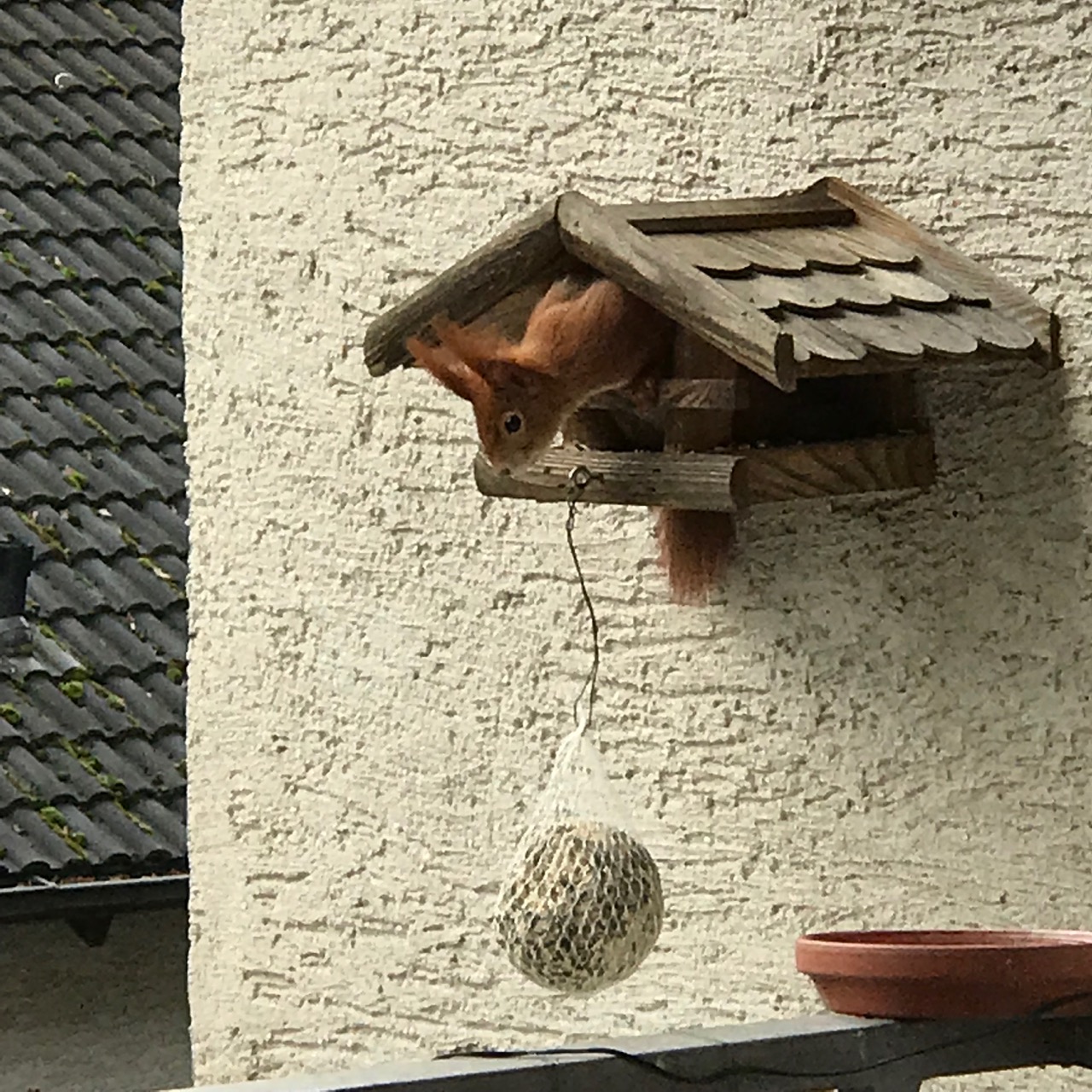Eichhörnchen guckt aus dem Vogelhaus