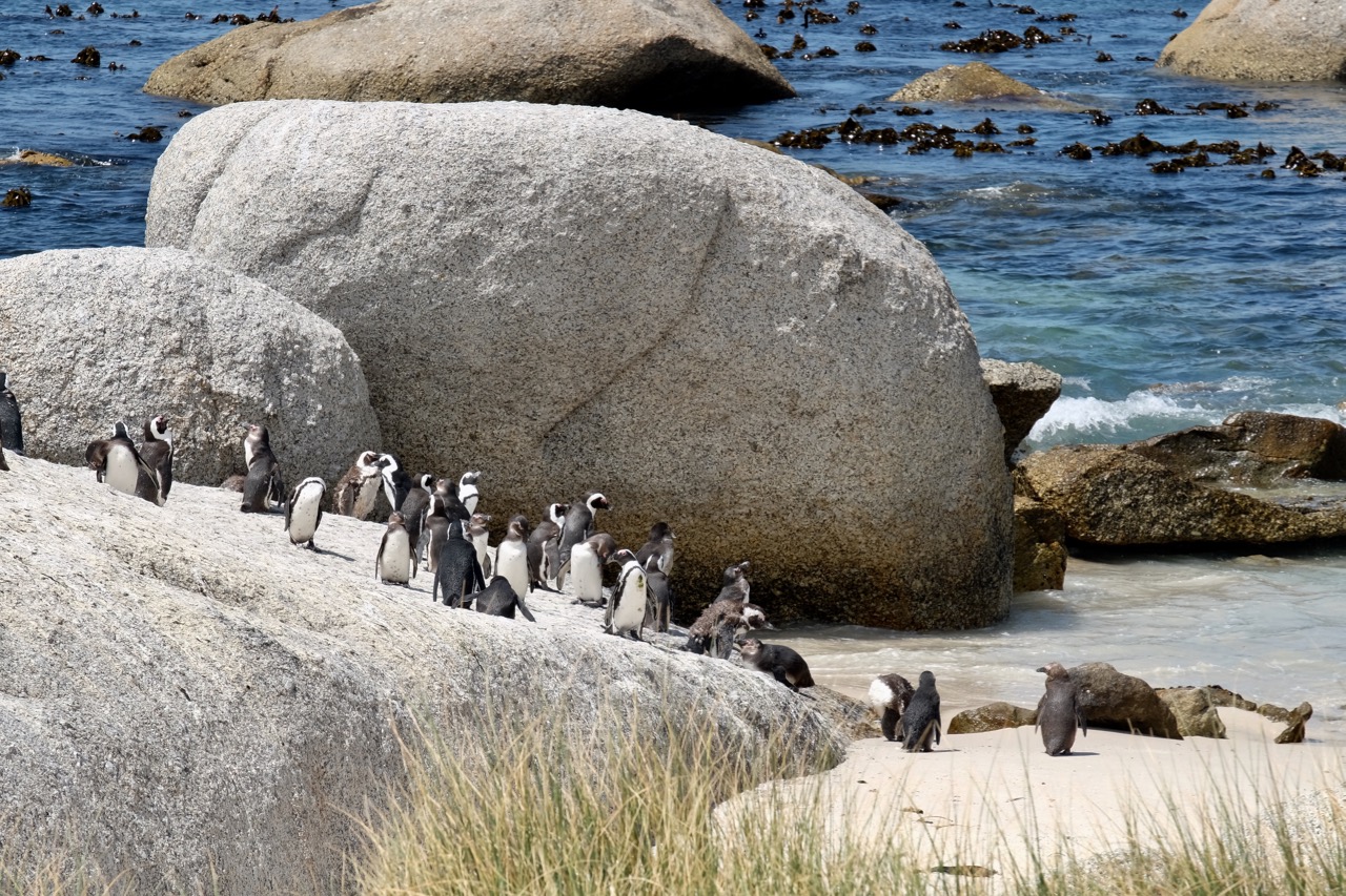 Tiere – Ein Garant für Lebensfreude