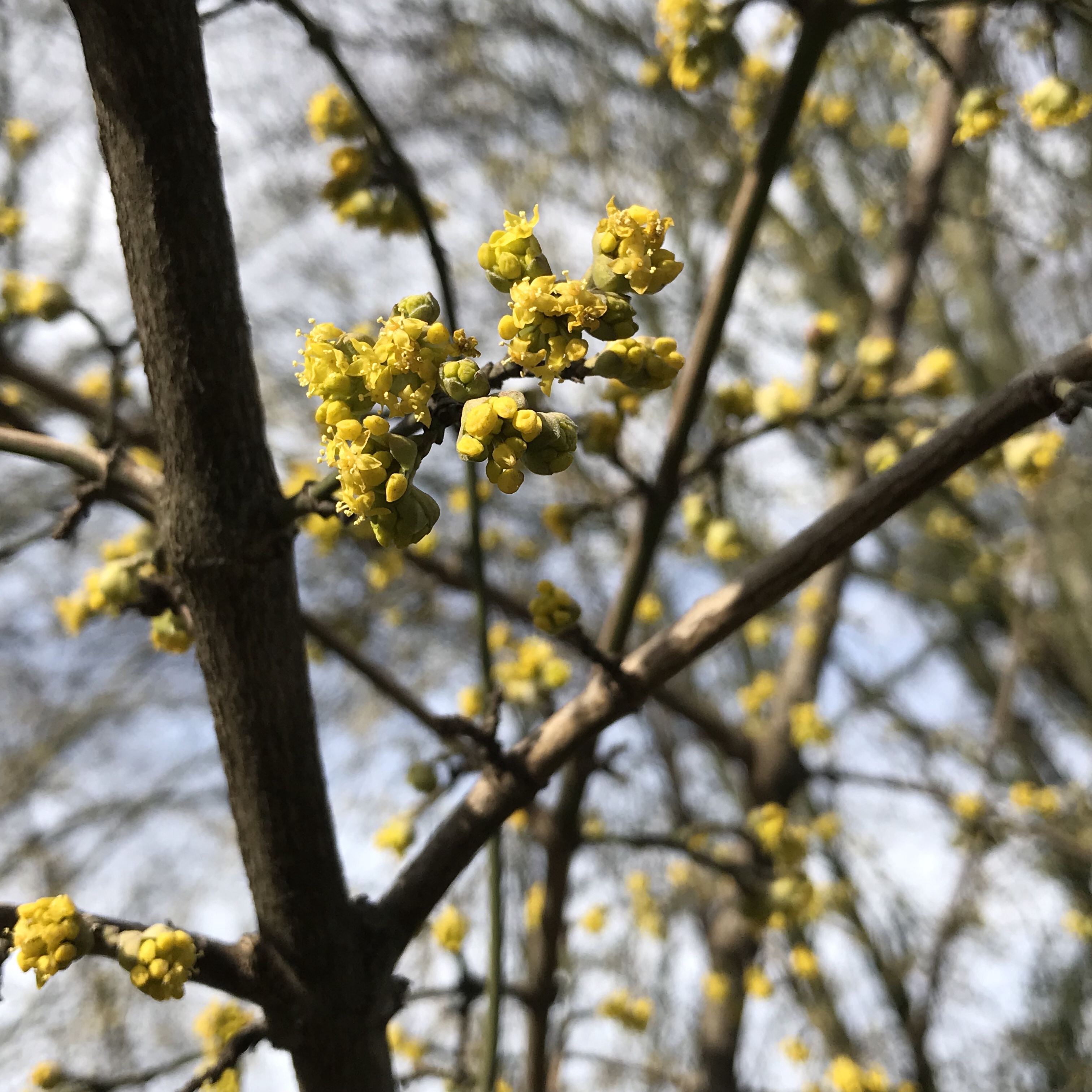 Frühling: Gelbe Blüten am Baum vor blauem Himmel