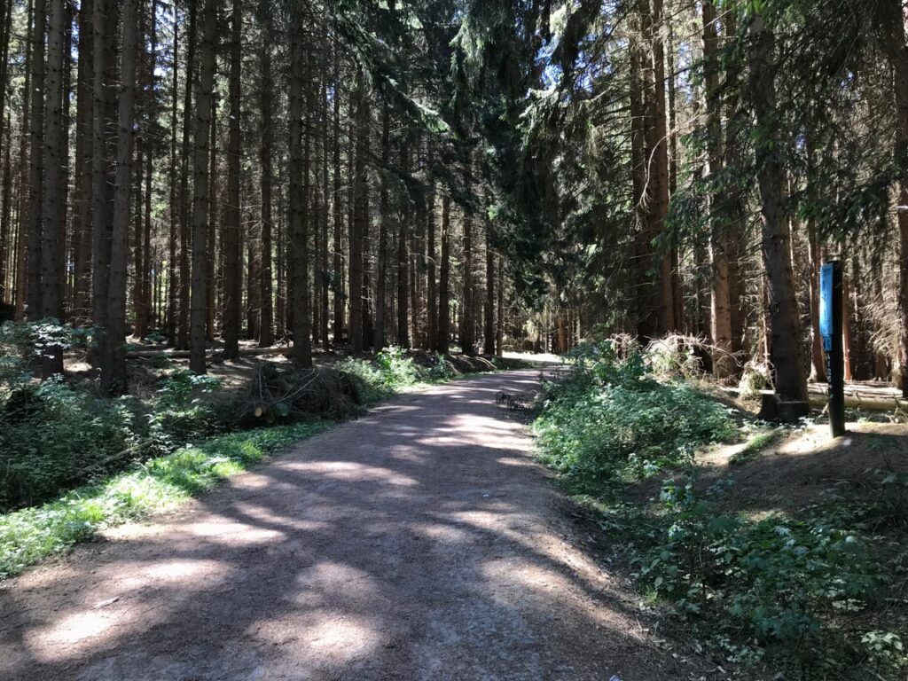 Wald: Weg durch Tannen