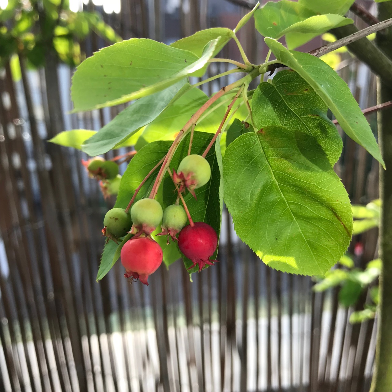Beeren der Felsenbirne