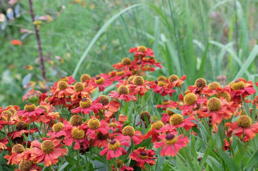 Blumen im Rombergpark