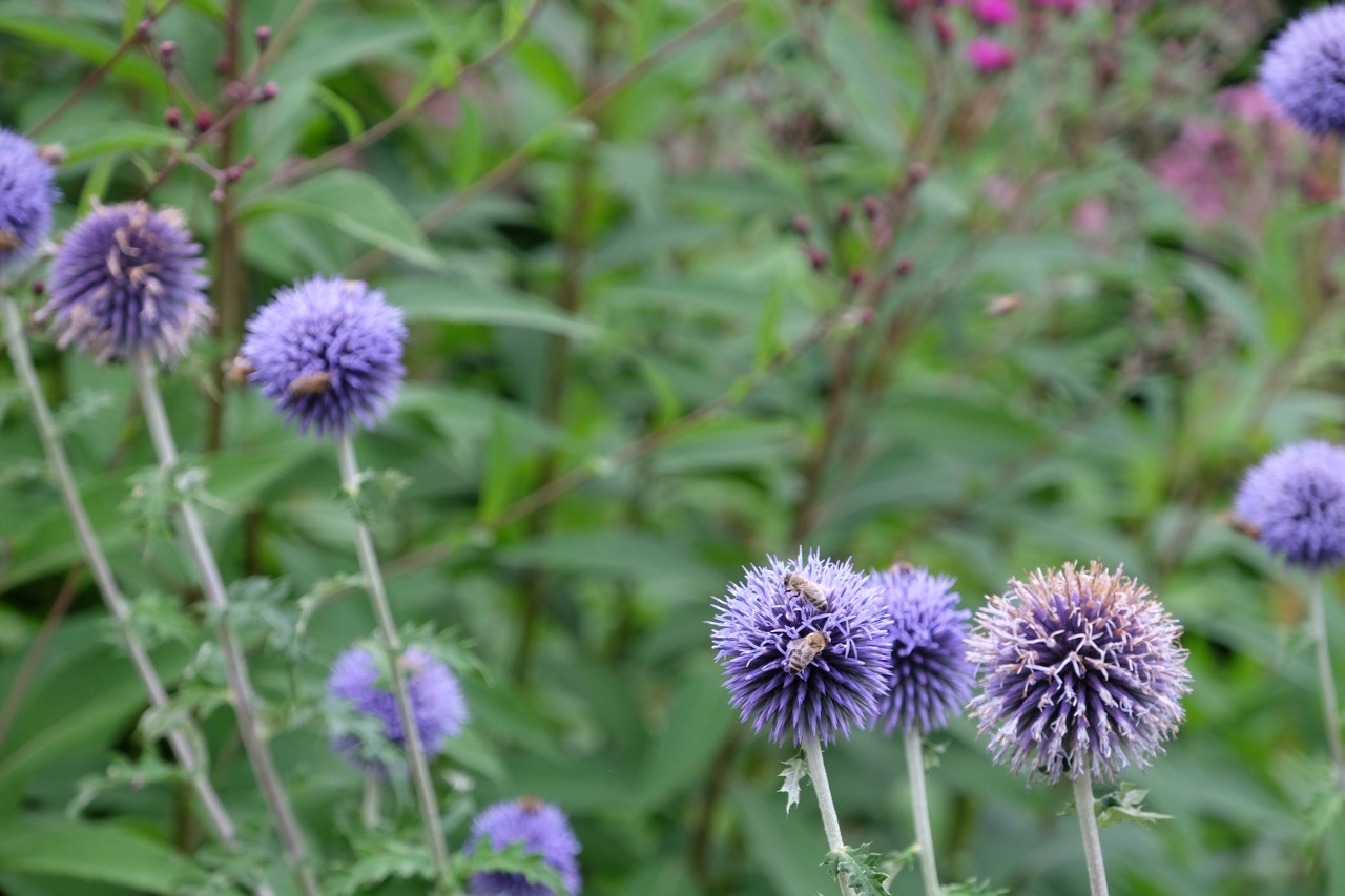 Blaue Disteln im Rombergpark