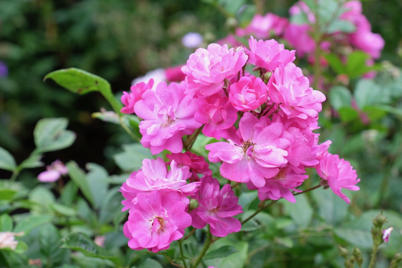 Pink-farbene Rosen im Rombergpark