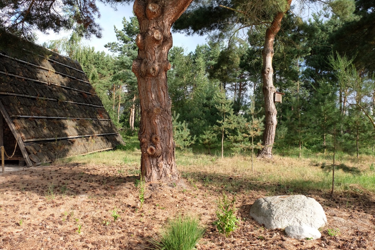 Heidelandschaft: Torfhaus mit Steinen und Pinien