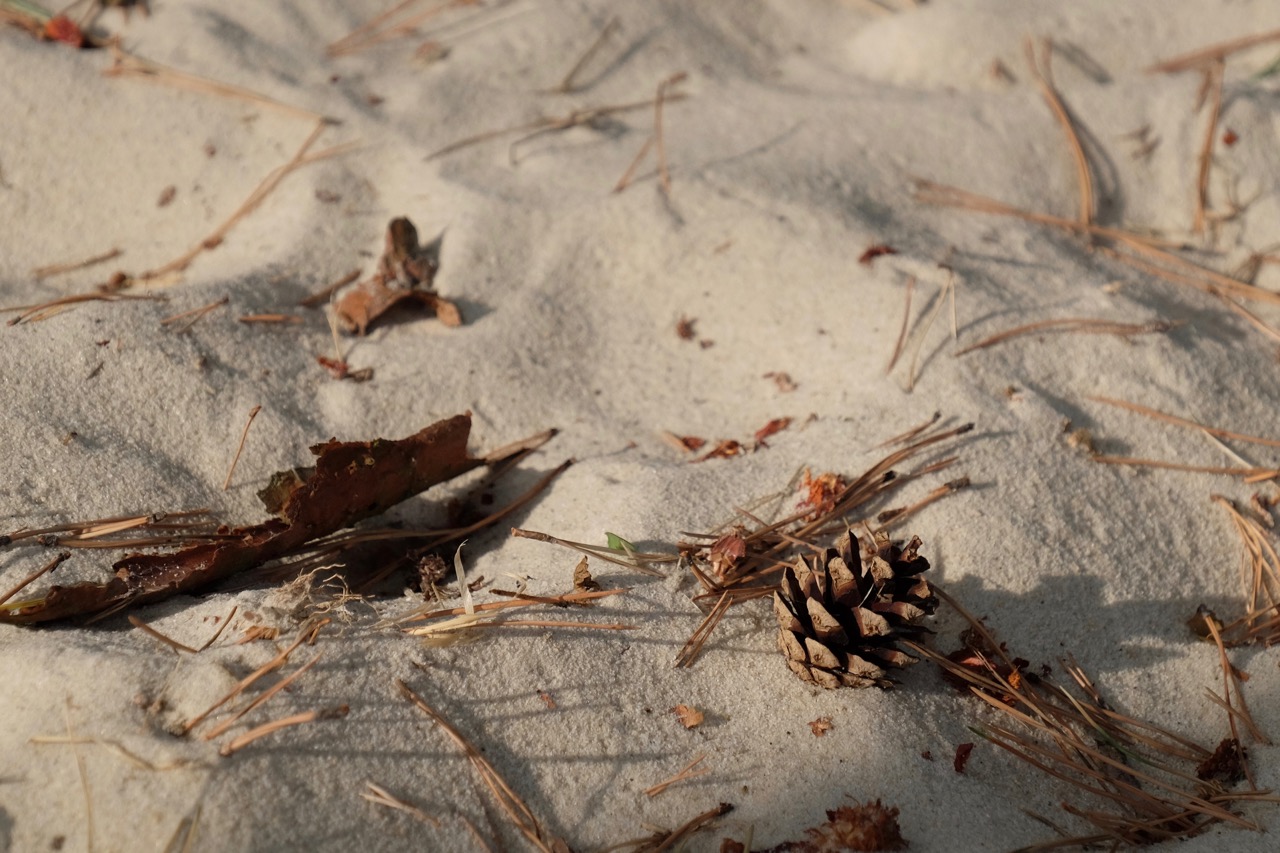 Heidelandschaft: Pinienzapfen im Sand