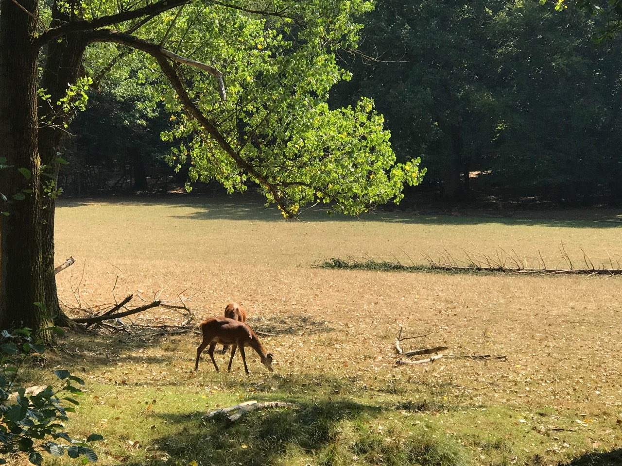 Wildwald Vosswinkel: Zwei Rehe unter Bäumen