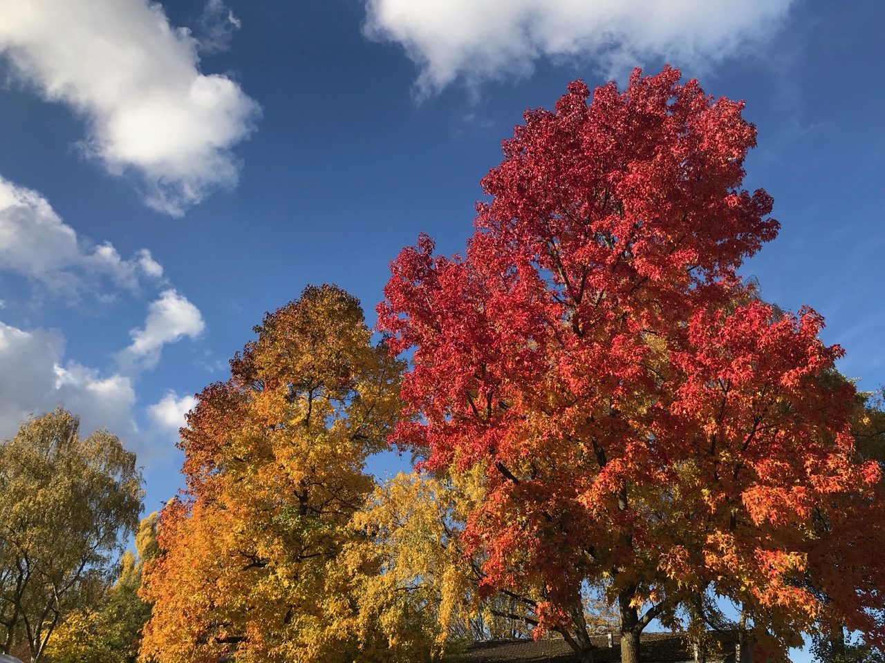 Herbst: Bunte Bäume vor blauem Himmel