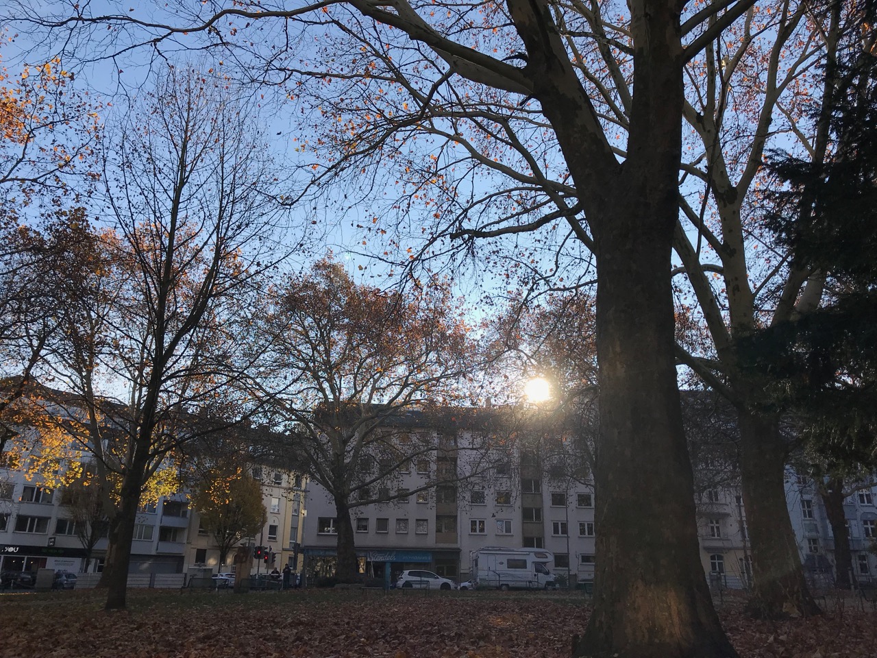 Sonntag morgen: Die Sonne scheint durch die fast entlaubten Bäume