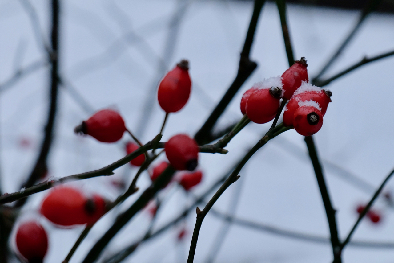 Hagebutten im Schnee