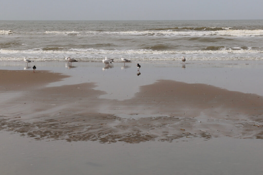 Noordwijk Strand mit Möwen