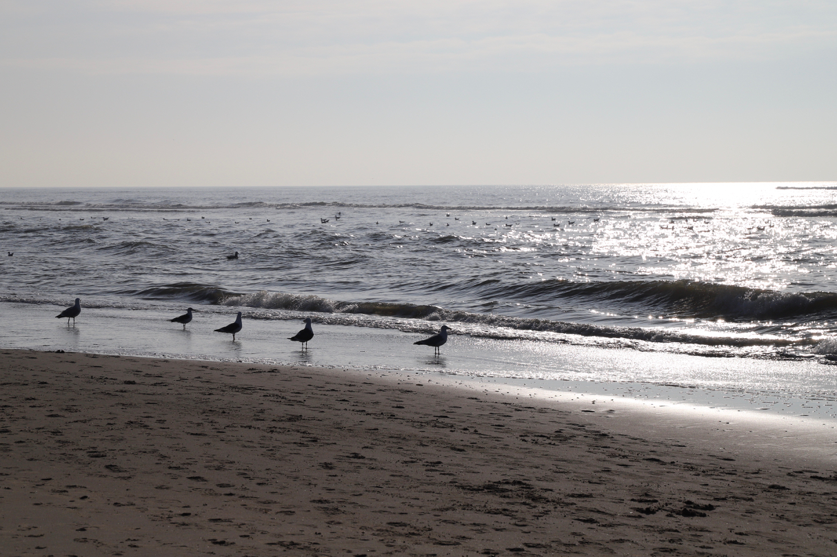 Noordwijk Strand mit Möwen
