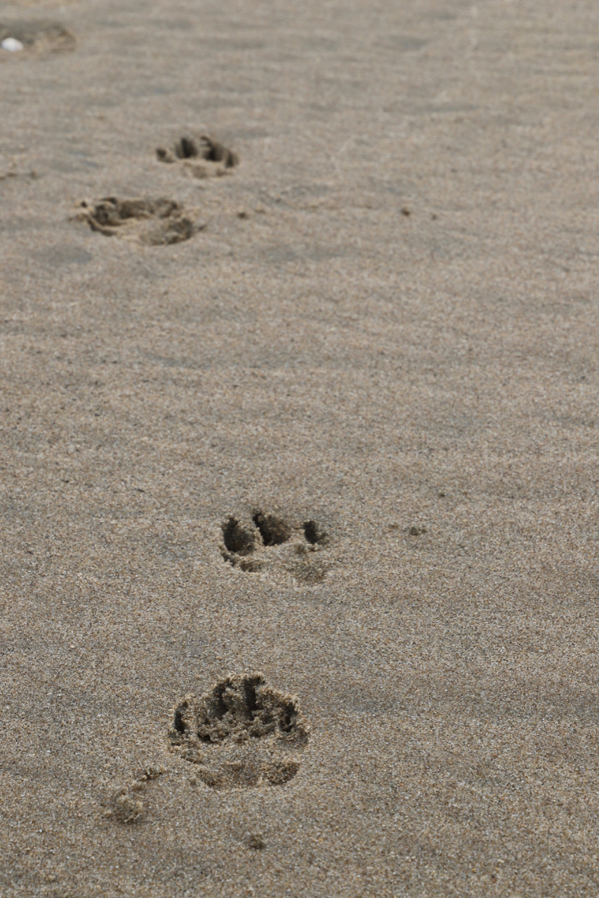Noordwijk Strand: Hundespuren im Sand
