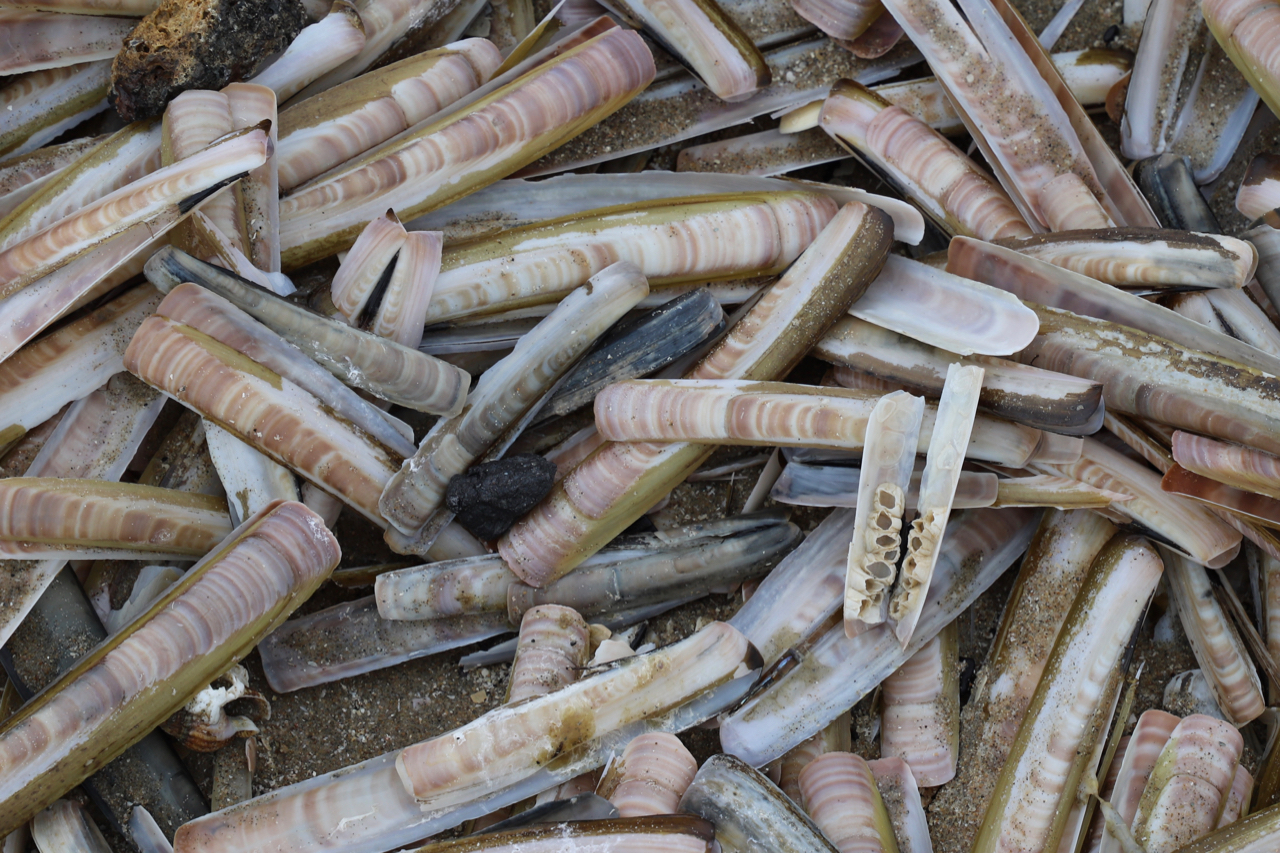 Strand Noordwijk: Muscheln