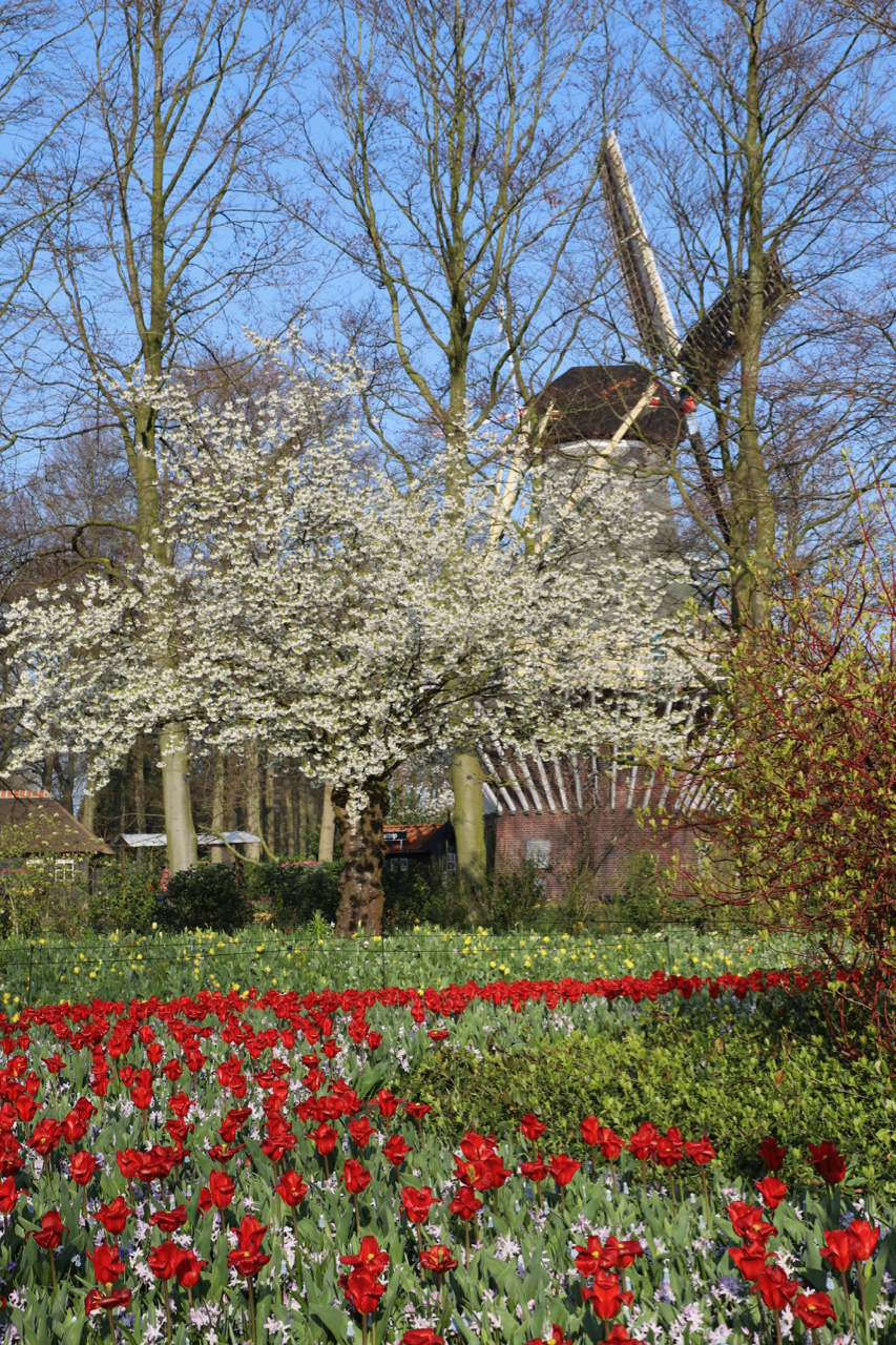 Keukenhof