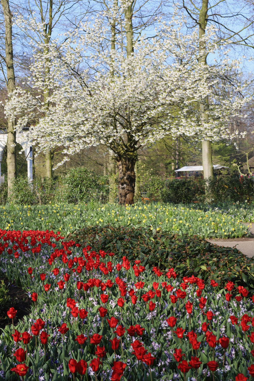 Keukenhof