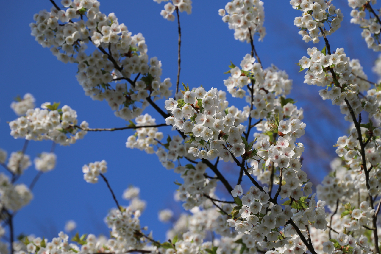 Keukenhof: Blüten vor blauem Himmel