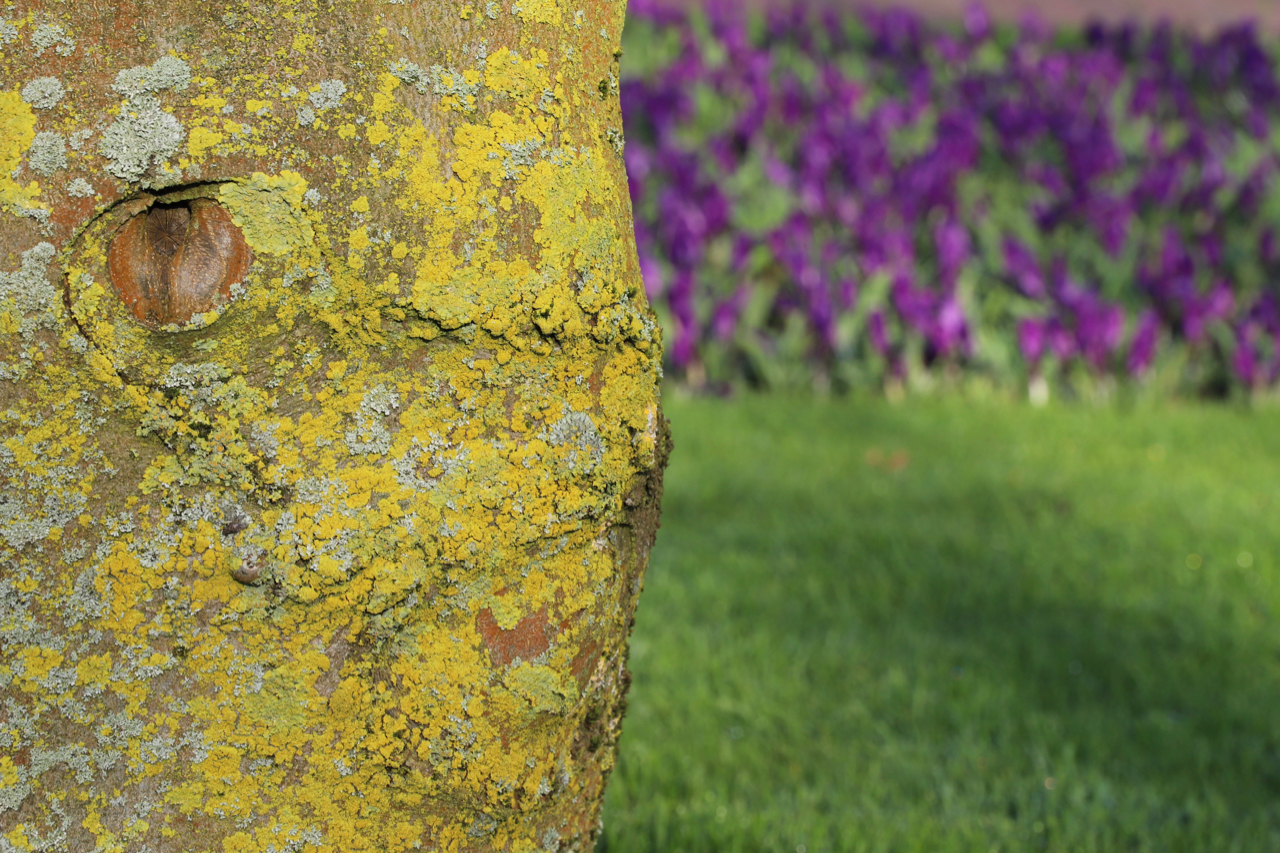 Keukenhof: Vermosster Baumstamm mit blauen Blumen im Hintergrund