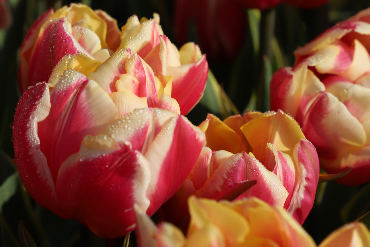 Keukenhof: Tulpen mit Tau