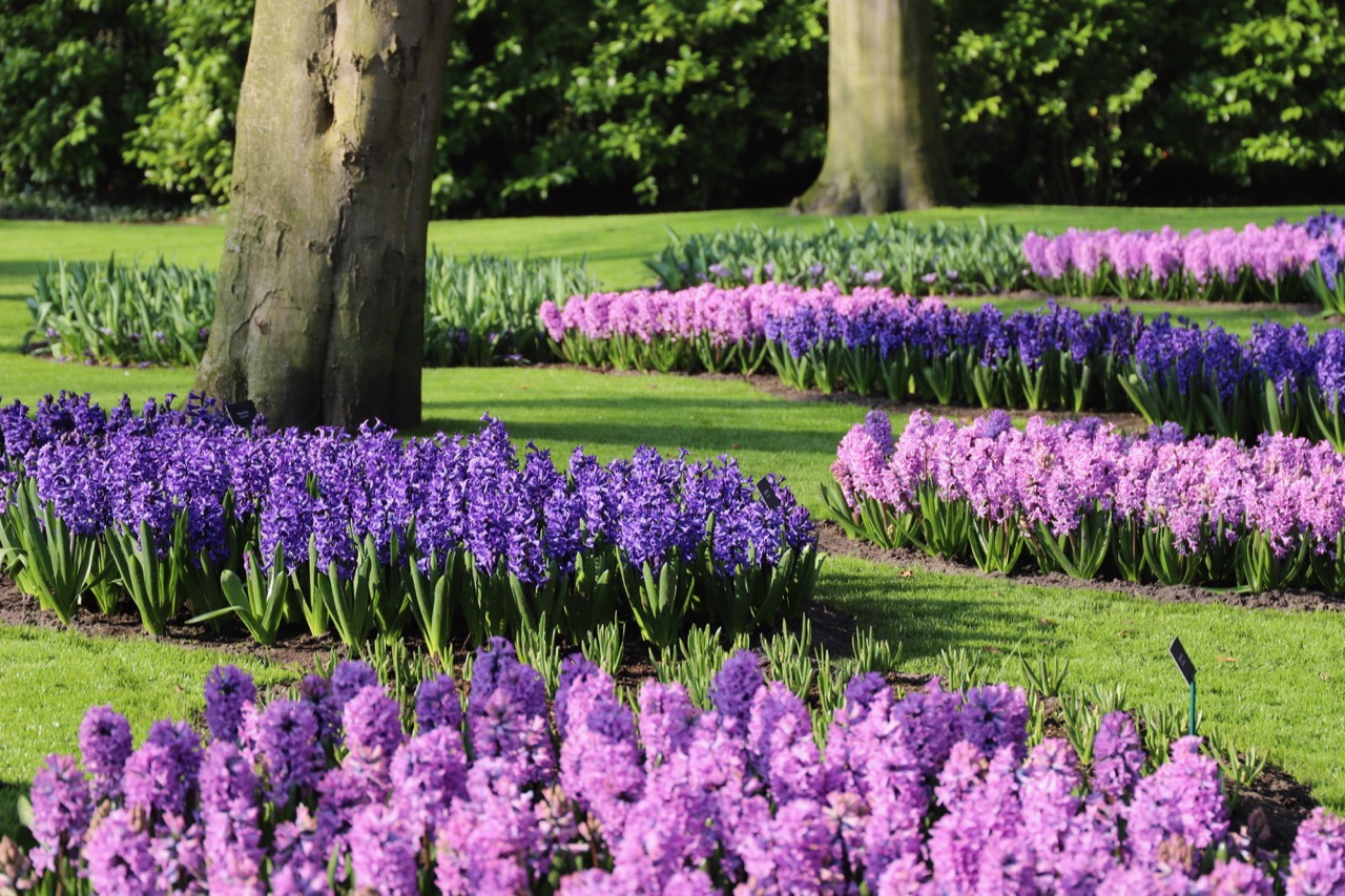 Keukenhof