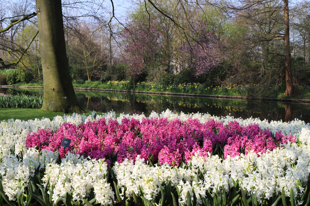 Keukenhof