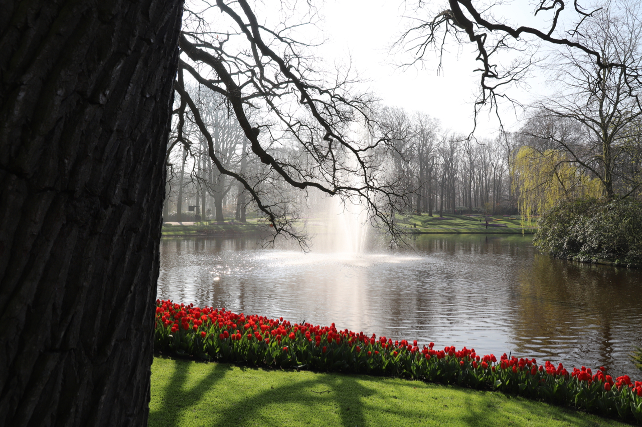 Keukenhof: Baum und rote Frühlingsbl