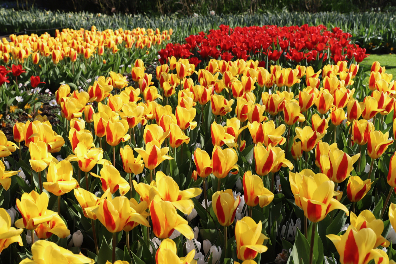 Keukenhof: Tulpen in rot und gelb
