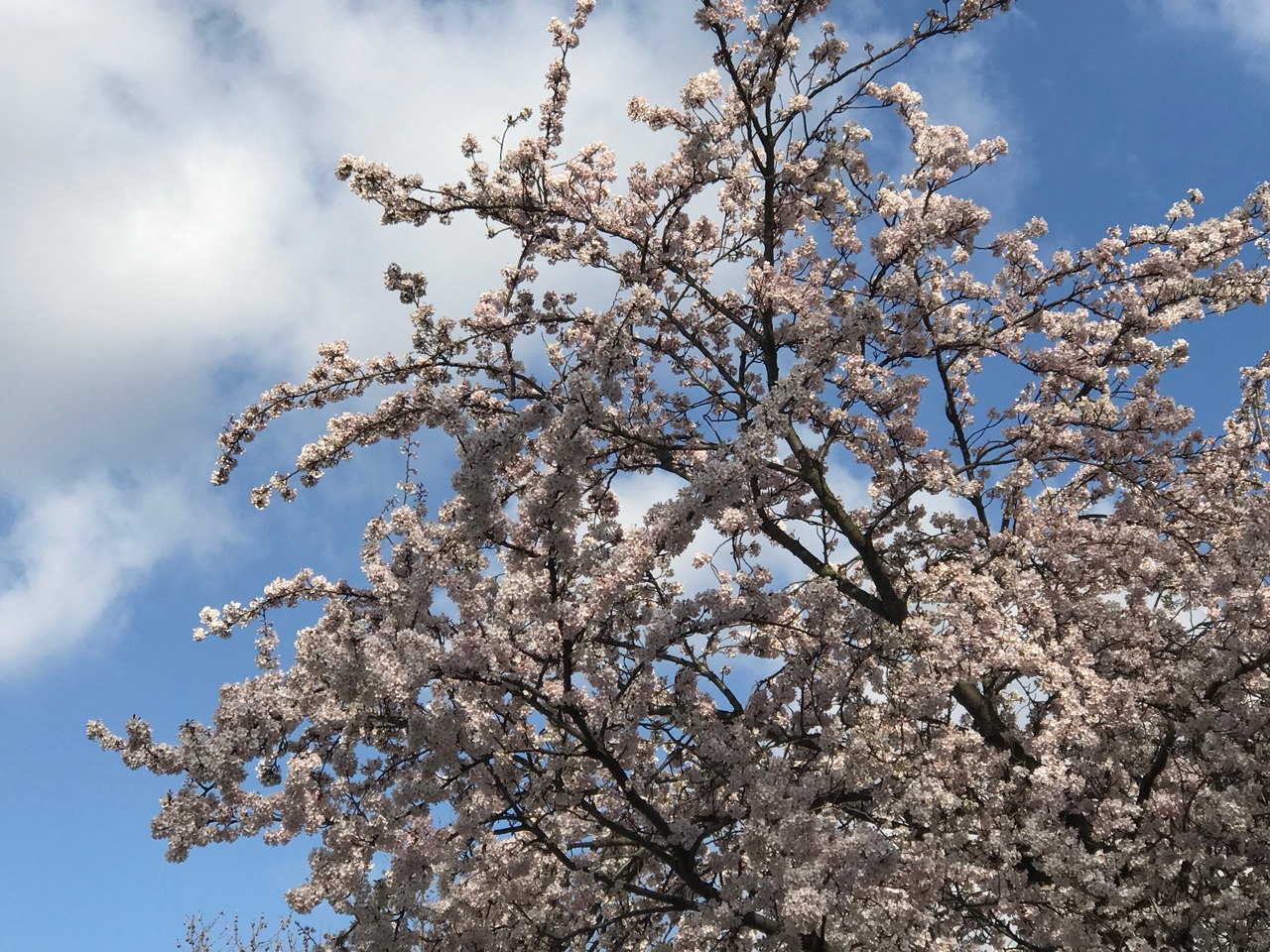 Frühling: Kirschblüten vor blauem Himmel