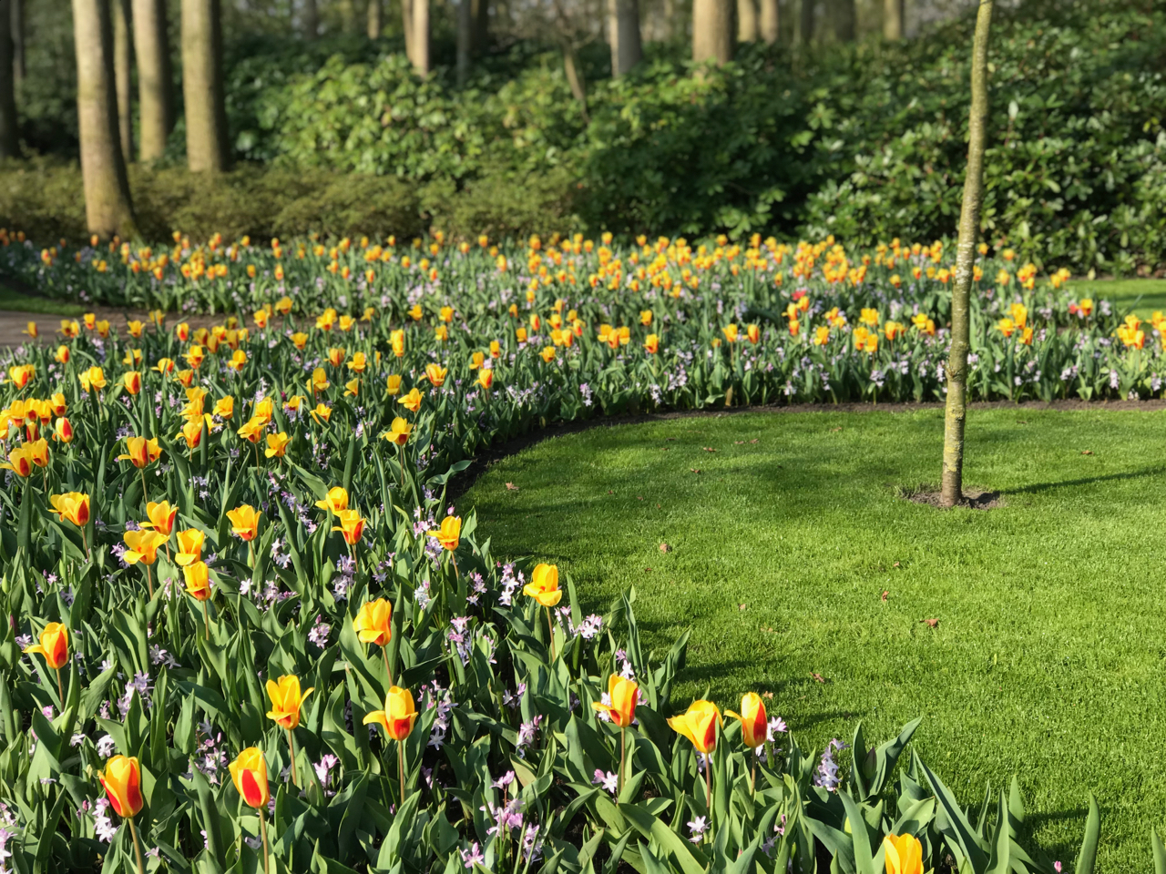 Keukenhof: Tulpenreihe