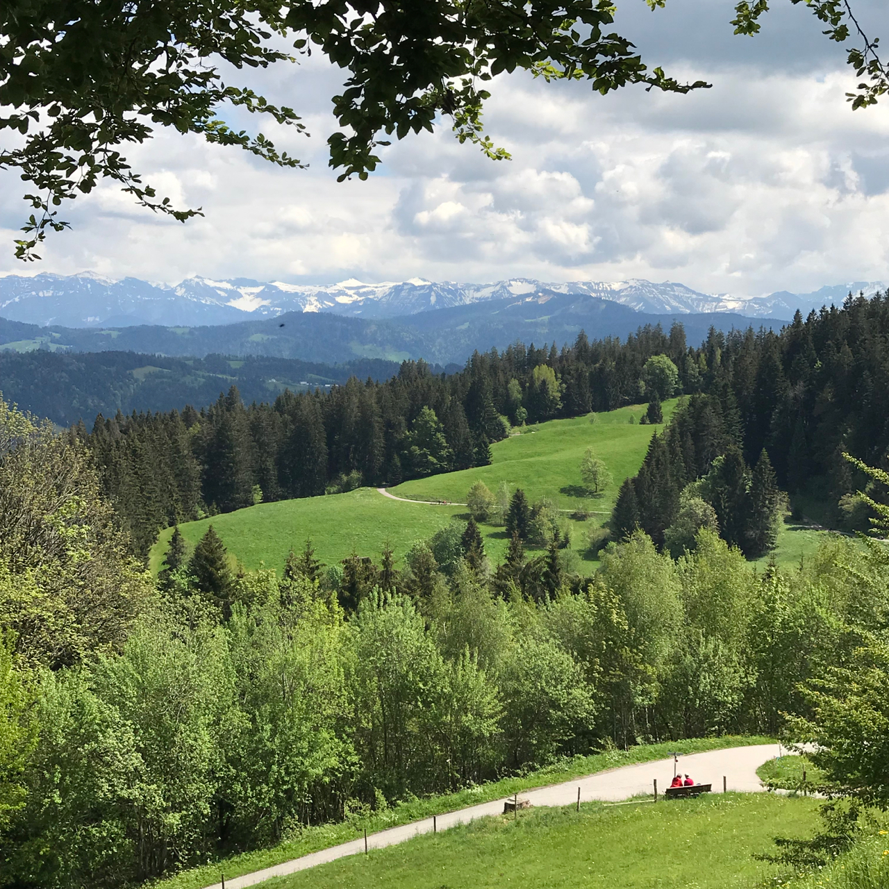 Pfänder: Blick in die schneebedeckten Alpen