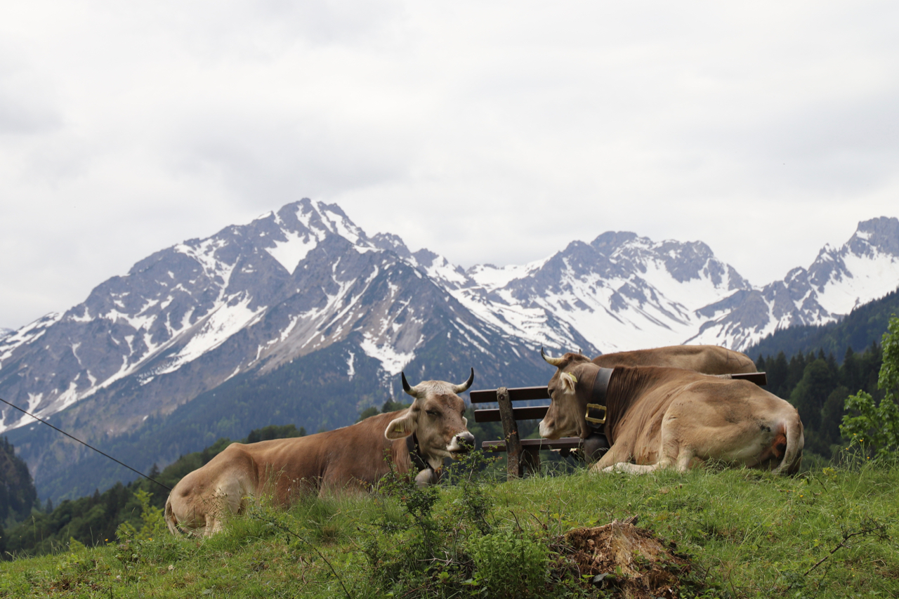 Oberstdorf Kühe