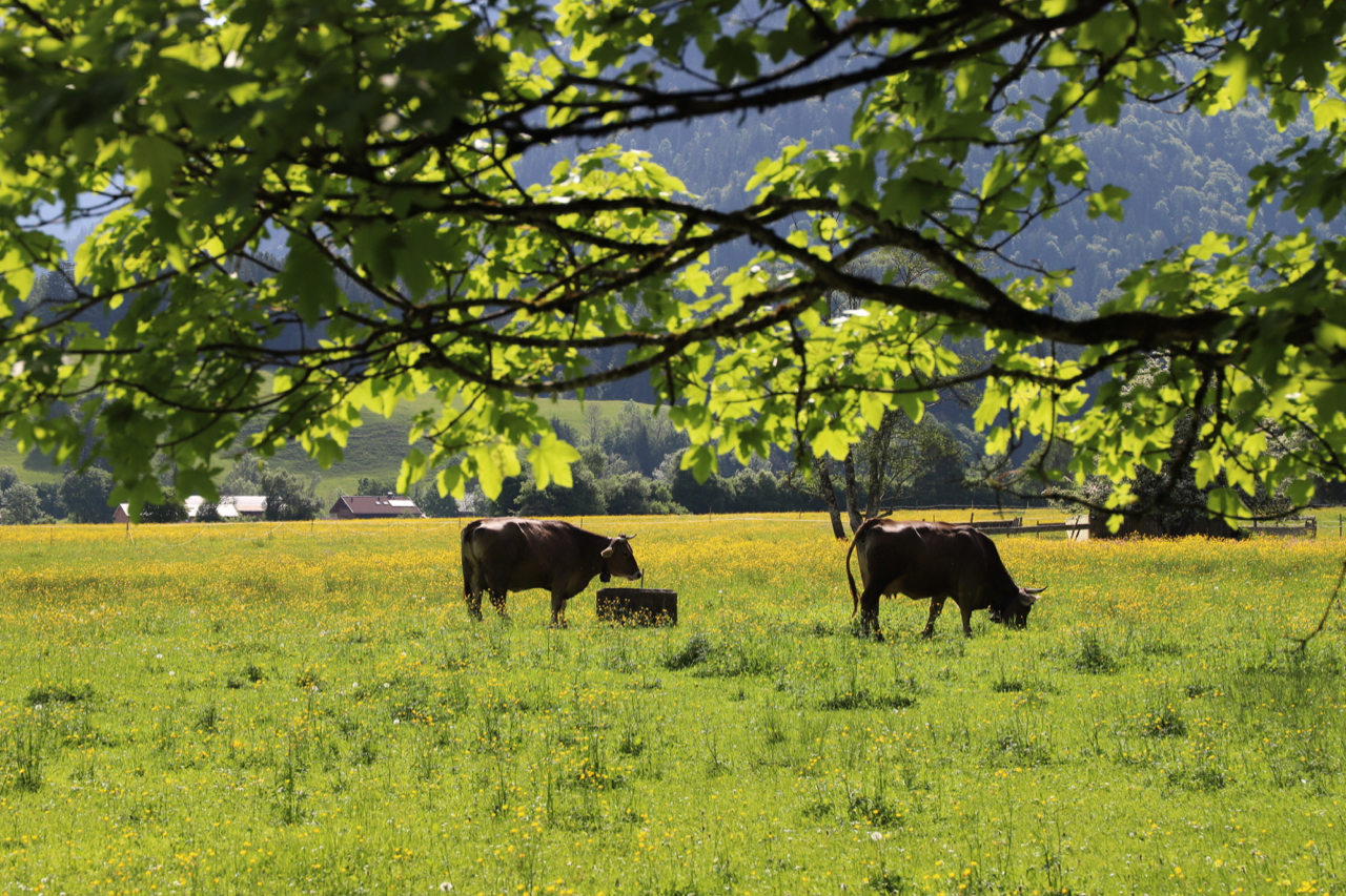 Oberstdorf: Kühe unter Bäumen