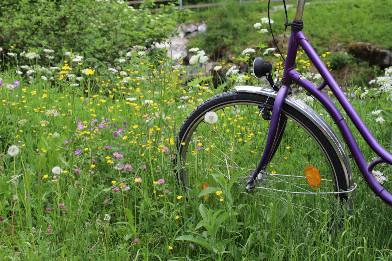 Oberstdorf: Fahrrad in der Blumenwiese