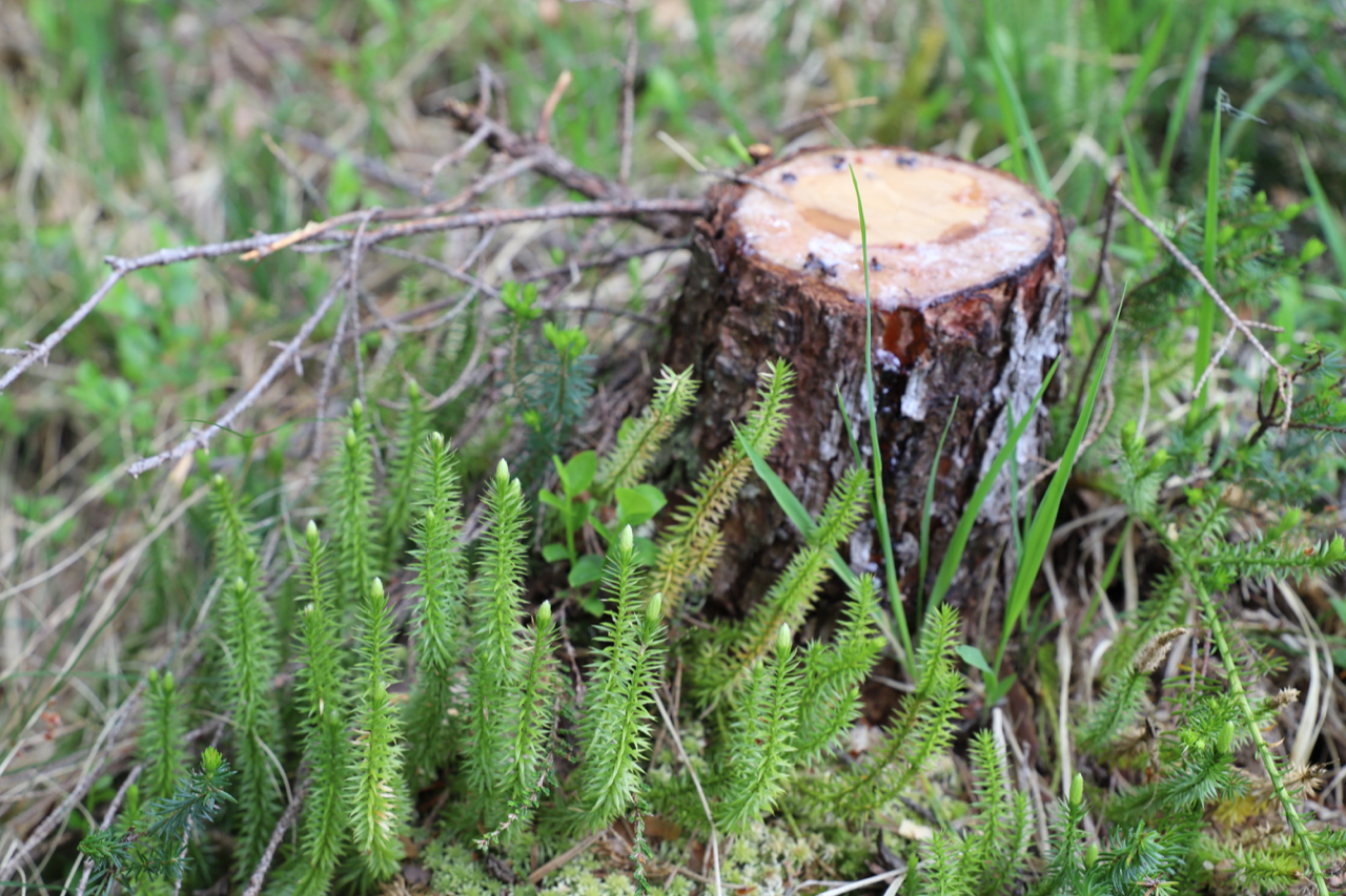 Ellmau: Pflanzenwelt