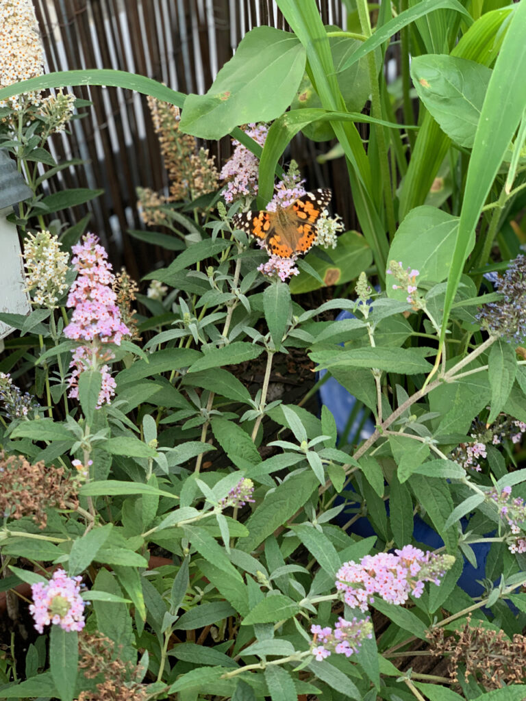Schmetterling im Flieder